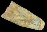 Bargain, Real Spinosaurus Tooth - Robust Tooth #119607-1